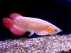Asian-Red-RTG-Super-Red-Chili-Red-Golden-X-back-Arowanas-For-Sale-Very-Cheap
