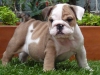 Welltamed-English-Bulldog-Puppies-For-Adoption